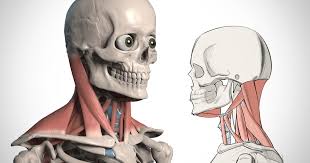 Directed toward the anterior when considering to the entire bo… How To Draw The Neck Anatomy For Artists Proko