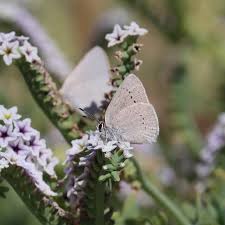 Image result for Satyrium sceptrum