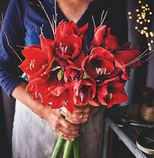 We did not find results for: Marks And Spencer Our Christmas Flowers And Plants Are Blooming Send This Stunning Red Amaryllis Bouquet With Free Uk Delivery Five Days Of Freshness And Plenty Of Good Cheer Guaranteed Facebook