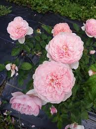 The blooms are rich cream at first, paling to almost pure white. The Alnwick Rose Melvilles Roses