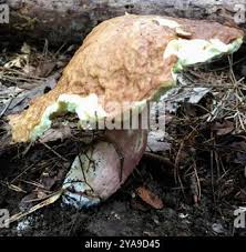 Image result for Boletus separans