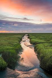 The cliff of morsum towers over the mud flats and the wind gently ruffles the heather. Wattenmeer Stock Photos Offset
