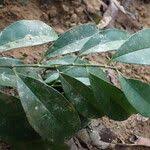 Image result for Leptaulus