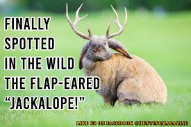 as himself i made that part up. Funny Deer Hunting Meme Elusive Flap Eared Jackalope In The Wild Hunting Magazine