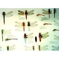 dragonfly identification chart