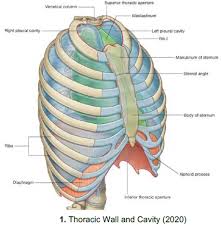 The chest wall is a complex system that provides rigid protection to the vital organs such as the heart, lungs, and liver; Anatomy Of The Chest Wall And Breast Flashcards Quizlet