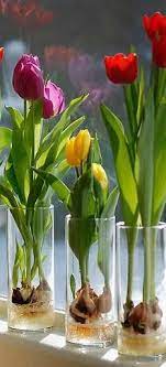 How To Grow Tulips In A Vase Growing Tulips Plants Tulip Bulbs