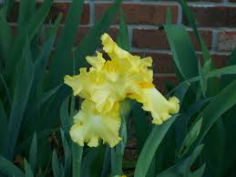With elegance and quaint charm, trilliums can be subtle standouts, particularly with their sleek lines set amid frothy spring flowers. Beautiful Spring Flowers Blooming In Georgia By Michele Babcock Nice Blogbymichele