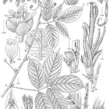 Image result for Paullinia bipinnata