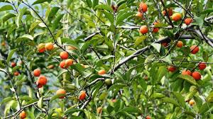 Image result for Salacia orientalis