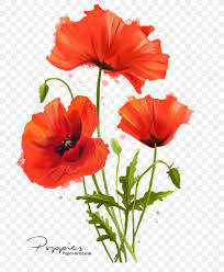 How do you draw a flower easy? Common Poppy Flower Watercolor Painting Png 800x997px Poppy Annual Plant Art California Poppy Cayenne Download Free