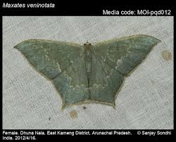 Image result for Mohria vestita