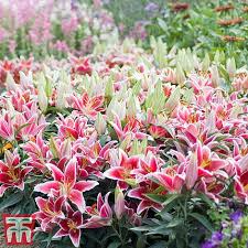 We did not find results for: Lily Dazzler Ground Cover Thompson Morgan