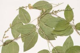 Image result for Galactia striata