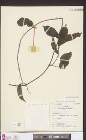 Image result for Thomandersia congolana