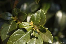 Image result for Rhamnus prinoides