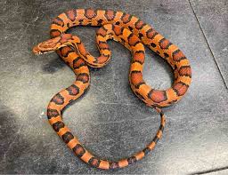 ライブドアブログ