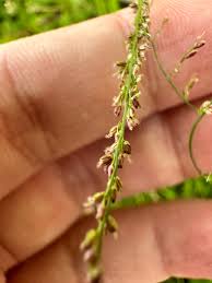 Image result for Steinchisma laxum