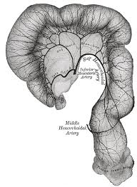 Anatomy Of The Abdomen Category 1 Arterial Structure Visceral Branches Sma Ima Studyradiologyblog