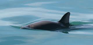 Help save the endangered vaquita marina! Vaquita Wikipedia