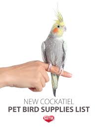 Cockatiel Birds You Can Have As Pets Get Everything You Need For Your New Feathered Friend Cockatiel Petbird Cockatiel Pet Birds Pets