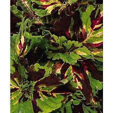 Image result for Coleus buchananii