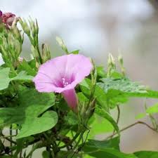 Image result for Ipomoea lapathifolia
