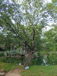 Image result for Diospyros consolatae