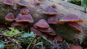 Jelly fungi are a paraphyletic group of several heterobasidiomycete fungal orders from different classes of the subphylum agaricomycotina: Guide To Identifying Tree Fungus And The 3 Most Common Types Earthpedia Earth Com