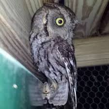 Scary owl soundsowl hootingowl screechinganimal sounds. Why Do Owls Like To Screech At Night Quora