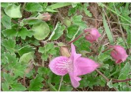 Image result for Dicerocaryum eriocarpum