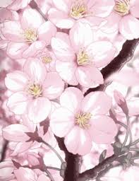 Pink cherry blossom wallpaper, hd png download. Cherryblossom Gifs Tenor