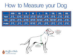 Eye Protection For Dogs Its Not Just About The Sun