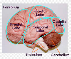 Old medical illustration head engraved head vintage brain lobes head etching anatomy brain vintage face illustration head engraving anatomy of the brain science old draw. Image Result For Brain Cut In Half Labeled Model Parts Of The Brain Model Free Transparent Png Clipart Images Download