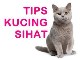 Halo para pembaca saya akan. Growth Booster Supplement Kucing No 1 Posts Facebook