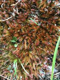 Image result for Monothecium