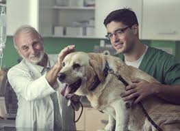 Bleeding or discharge from any opening. Signs Of Cancer In Dogs Whole Dog Journal