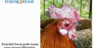 Penyakit Favus Pada Ayam Yang Jarang Diketahui Penyakit Ayam