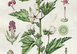 Native to western europe and north africa, the marshmallow plant (althaea officinalis) has had an important place in human culture for millennia. The Marshmallow Man Monkey 47 Schwarzwald Dry Gin