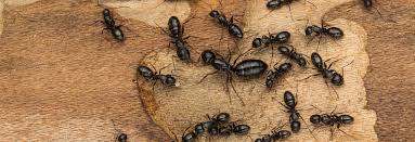 Pest exterminators repellants have a splendid these. Ace Pest Pest Control Company Worcester Ma