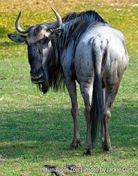 Wildebeest in kruger national park, south africa. 22 Wildebeest Ideas Wildebeest Animals Wild African Animals