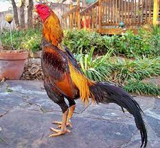 Sebenarnya ayam bangkok jali kurang terlalu diminati oleh penggemar ayam aduan. Thehot Trendings Warna Ayam Pamangon Wido Yang Bagus Jual Ayam Bangkok Wido Kab Madiun Ayam Bangkok Telur Hijau Tokopedia Cara Membuat Ayam Panggang Bumbu Spesial Yang Gurih Empuk Dan Nikmat