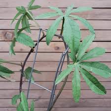 Image result for Corallocarpus welwitschii