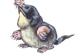 Maklum sudah berumur, badan bu fat sedikit gempal dan sepasang buah dadanya pun besar dan terlihat masih montok. Lima Hewan Dengan Anggota Tubuh Berfungsi Ganda Ii National Geographic