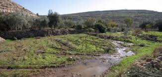 لماذا يكون ري النباتات بمياه البحر ضارا موضوع