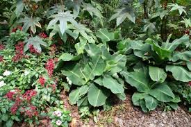 Rajapuri banana plant resembles bird. Musa Little Prince Planthaven International