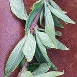 Image result for Rhodopentas