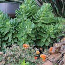 When seedling/plants get leggy don't panic, in many cases it's very easy to save them from the compost bin! Planting In Full Sun Garden Made Simple