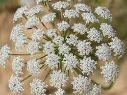 Kerbel (anthriscus cerefolium), manchmal auch französische petersilie genannt, ist ein kraut, das sowohl für kulinarische als auch für medizinische zwecke verwendet wird (genau wie viele kräuter und gewürze). Was Ist Kerbel Vorteile Nutzen Und Anwendung Medizin Fitness Ernahrung