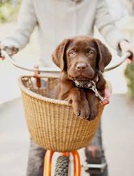 Animaux Chiens Labrador Chocolat Chien Bebes Animaux